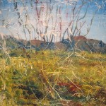 ocotillo